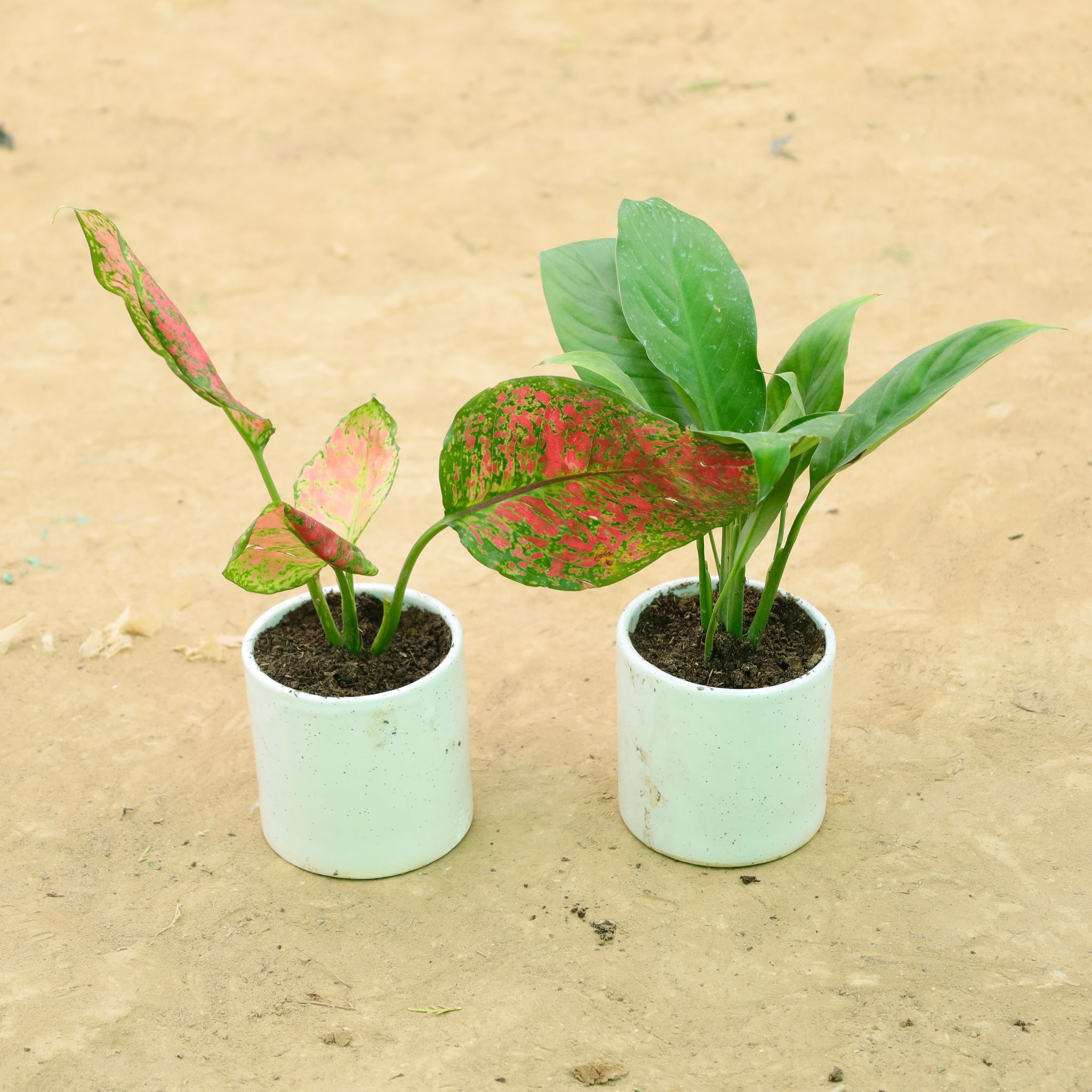 Set of 2 - Aglaonema Red Ruby & Peace Lily in 4 Inch White Pipe Designer Ceramic Pot