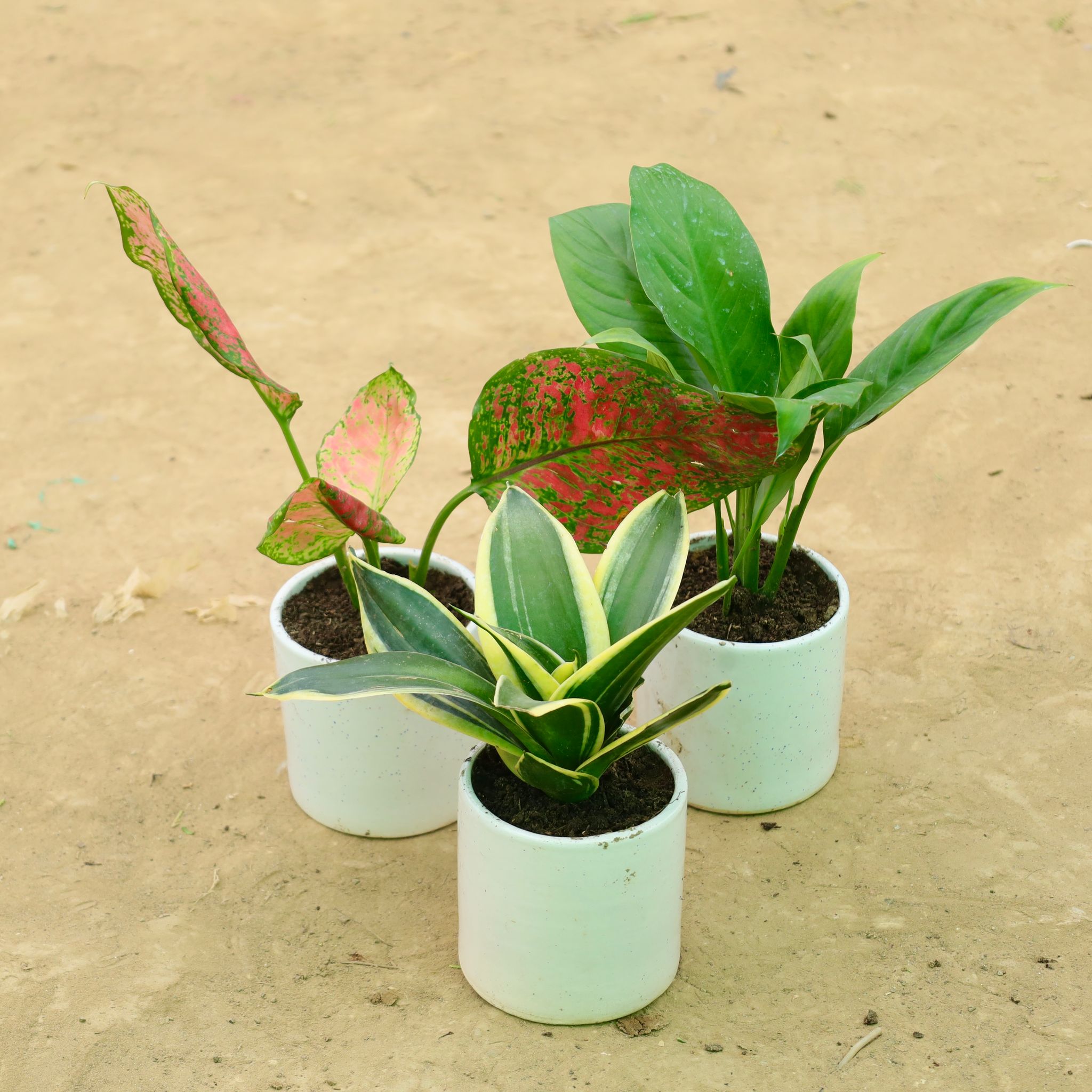 Set of 3 - Aglaonema Red Ruby, Peace Lily & Snake Yellow in 4 Inch White Pipe Designer Ceramic Pot