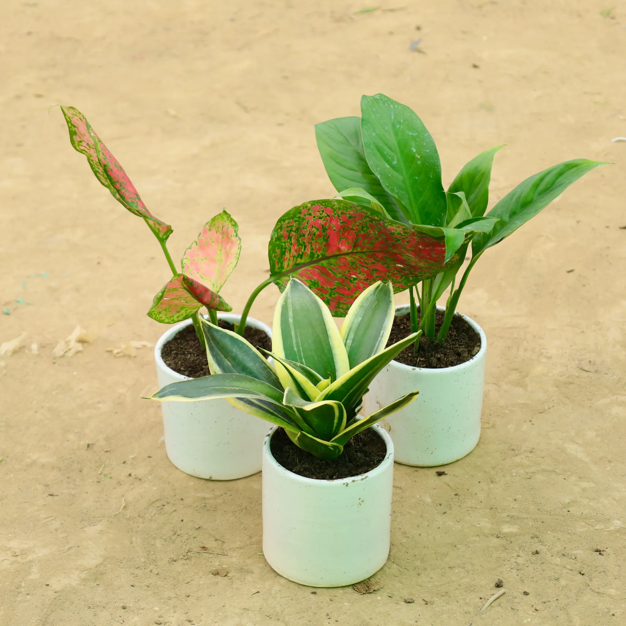 Set of 3 - Aglaonema Red Ruby, Peace Lily & Snake Yellow in 4 Inch White Pipe Designer Ceramic Pot