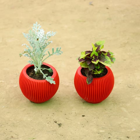Set of 2 - Silver Dust & Coleus in 5 Inch Rose Red Matt Sylvan Plastic Pot