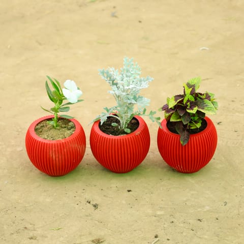 Garden Color Trio: Set of 3 - Vinca, Coleus & Silver Dust in 5 Inch Live Plant Rose Red Matt Sylvan Plastic Pot