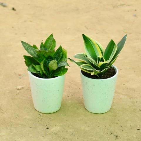 Set of 2 - Snake Green & Snake Yellow in 5 Inch Live Plant White Balti Glass Ceramic Planter