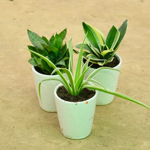 Classic Green Duo: Set of 3 - Snake Green, Snake Yellow & Spider in 5 Inch Live Plant White Balti Glass Ceramic Planter
