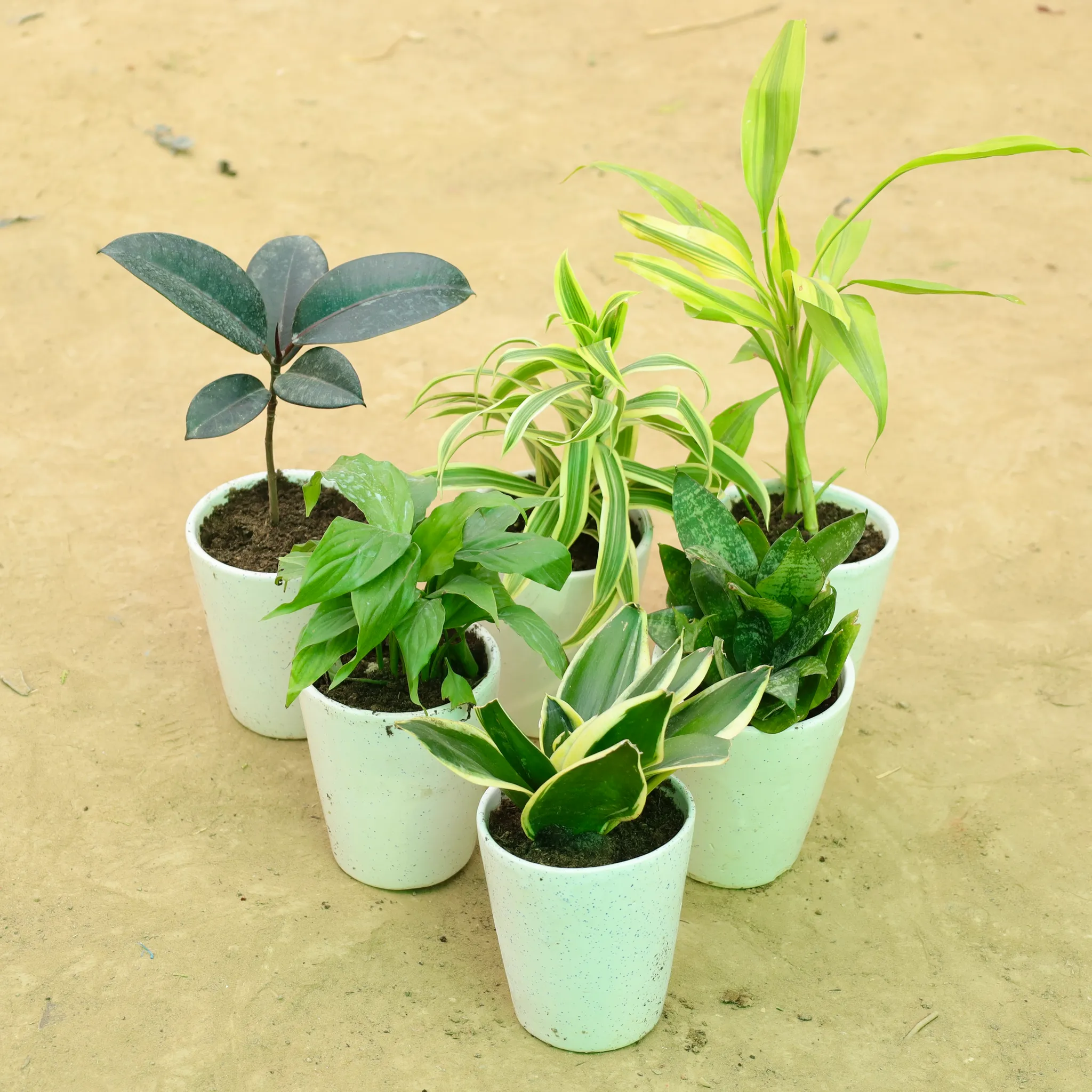 Healthy Home Essentials: Set of 6 - Rubber Black, Lucky Bamboo, Song Of India, Dracaena Compacta, Snake Green & Snake Yellow in 5 Inch White Balti Glass Ceramic Planter
