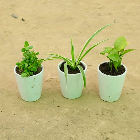Set of 3 - Jade, Spider & Money Plant Green in 5 Inch Live Plant White Balti Glass Ceramic Planter