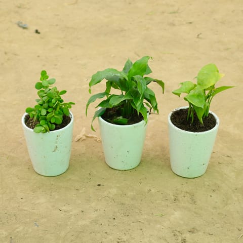 Growth & Luck Trio: Set of 3 - Jade, Dracaena Compacta & Money Plant Green in 5 Inch Live Plant White Balti Glass Ceramic Planter
