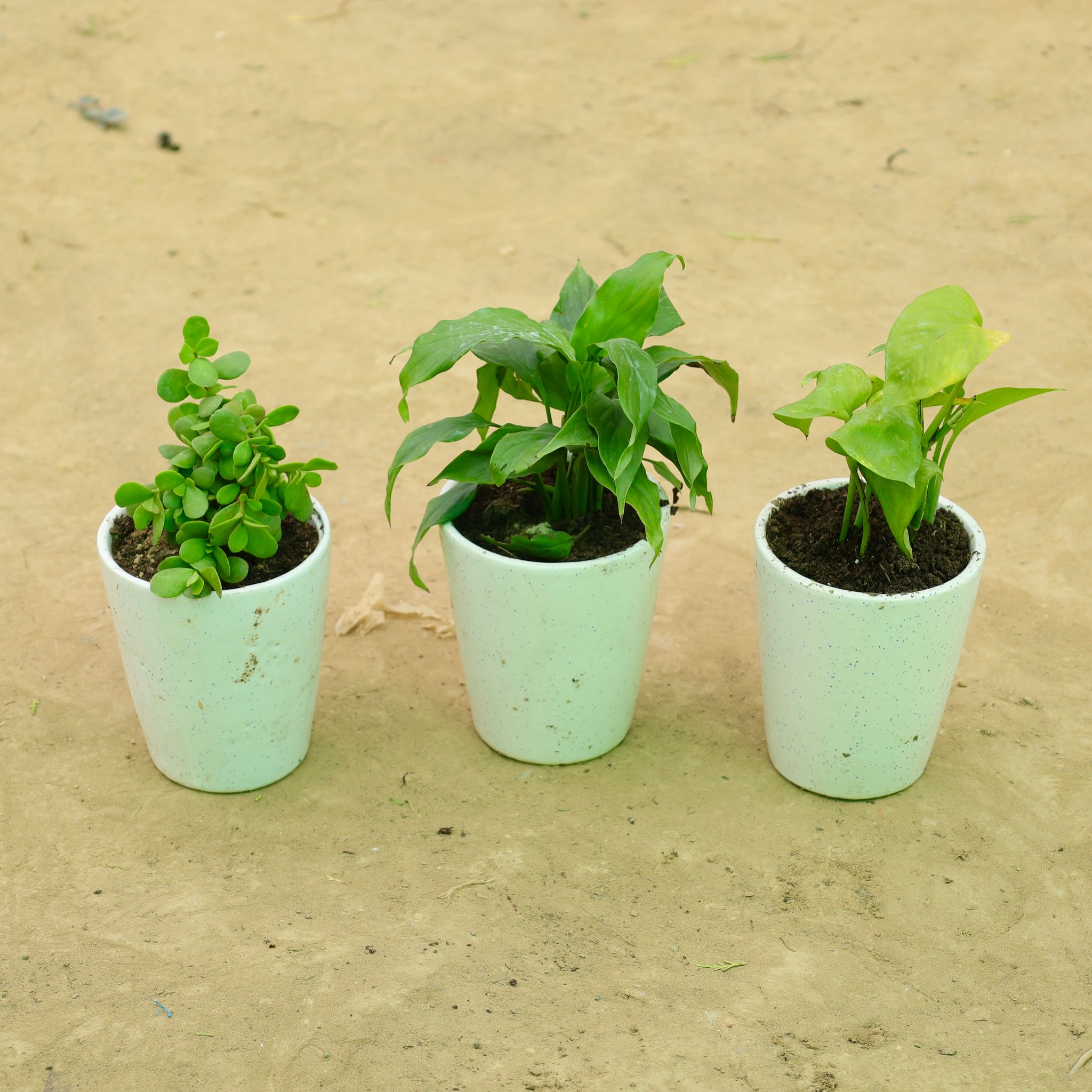 Growth & Luck Trio: Set of 3 - Jade, Dracaena Compacta & Money Plant Green in 5 Inch White Balti Glass Ceramic Planter