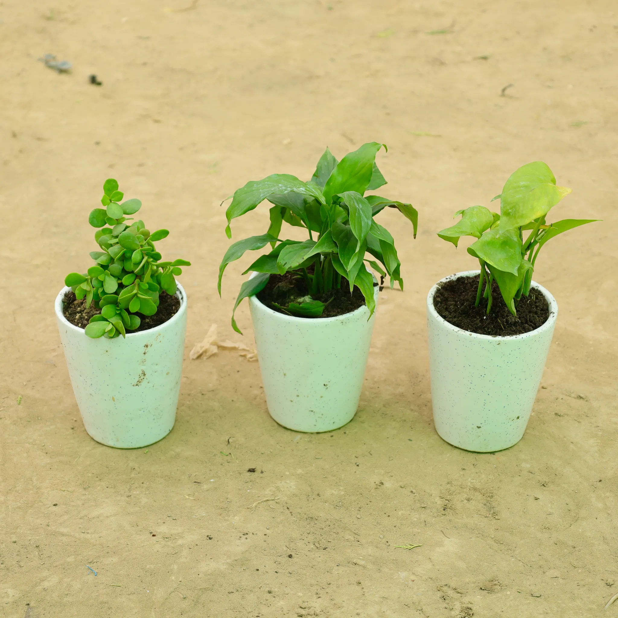 Growth & Luck Trio: Set of 3 - Jade, Dracaena Compacta & Money Plant Green in 5 Inch White Balti Glass Ceramic Planter