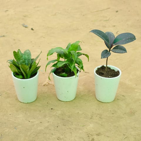 Set of 3 - Snake Green, Dracaena Compacta & Rubber Black in 5 Inch Live Plant White Balti Glass Ceramic Planter