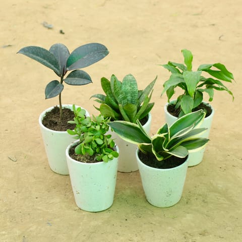Statement Green Pack: Set of 5 - Rubber Black, Snake Green, Snake Yellow, Jade & Dracaena Compacta in 5 Inch Live Plant White Balti Glass Ceramic Planter