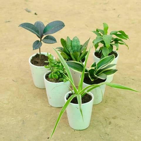 Luxury Indoor Jungle: Set of 6 - Rubber Black, Snake Green, Dracaena Compacta, Jade, Snake Yellow & Spider in 5 Inch Live Plant White Balti Glass Ceramic Planter