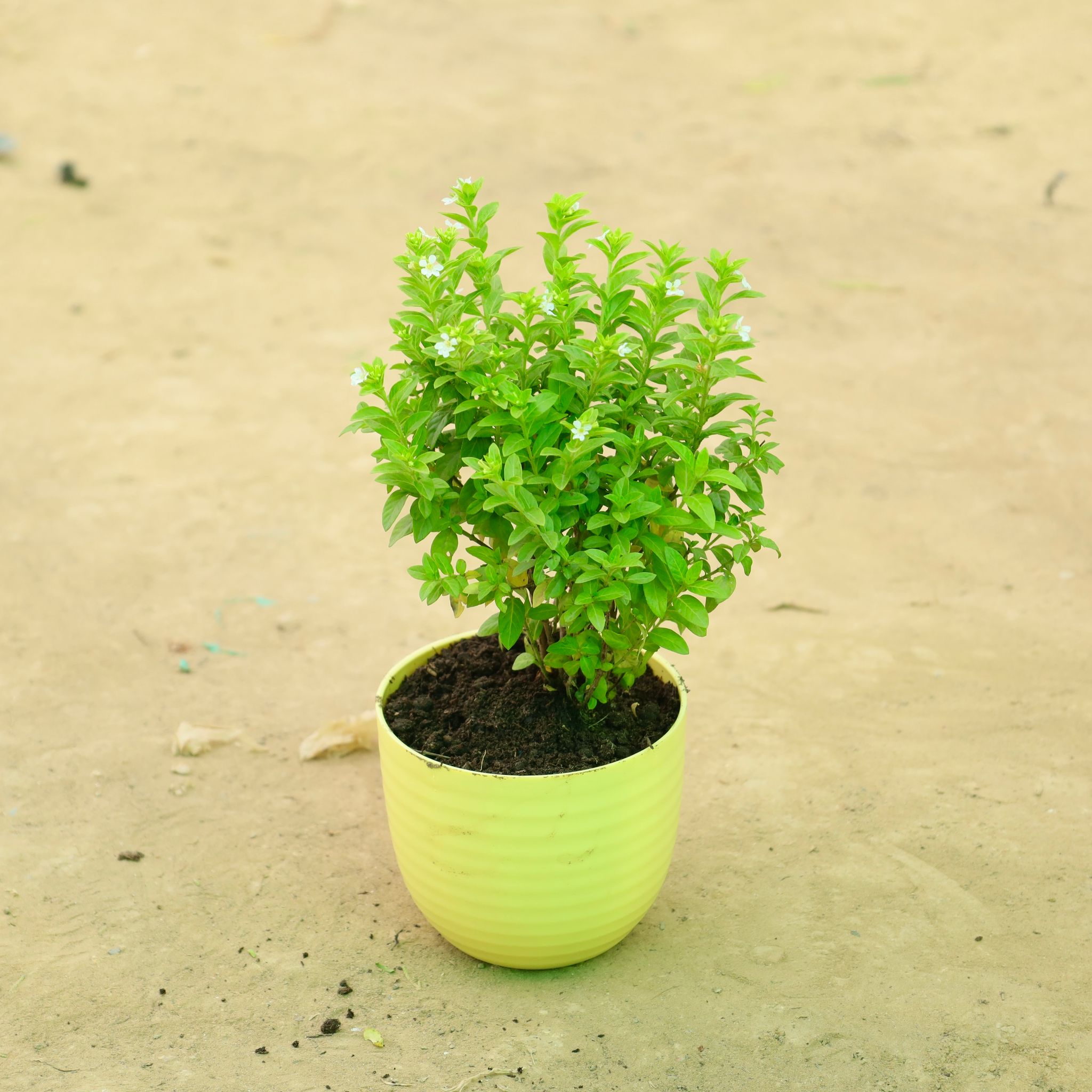 Cuphea White Bushy in 4 Inch Yellow Avora Premium Plastic Planter