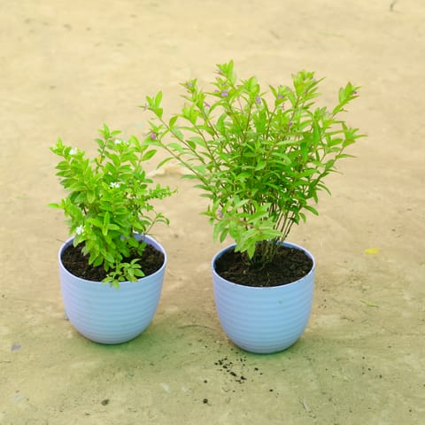 Soft Bloom Duo: Set of 2 - Cuphea White & Cuphea Pink in 4 Inch Purple Avora Premium Plastic Planter