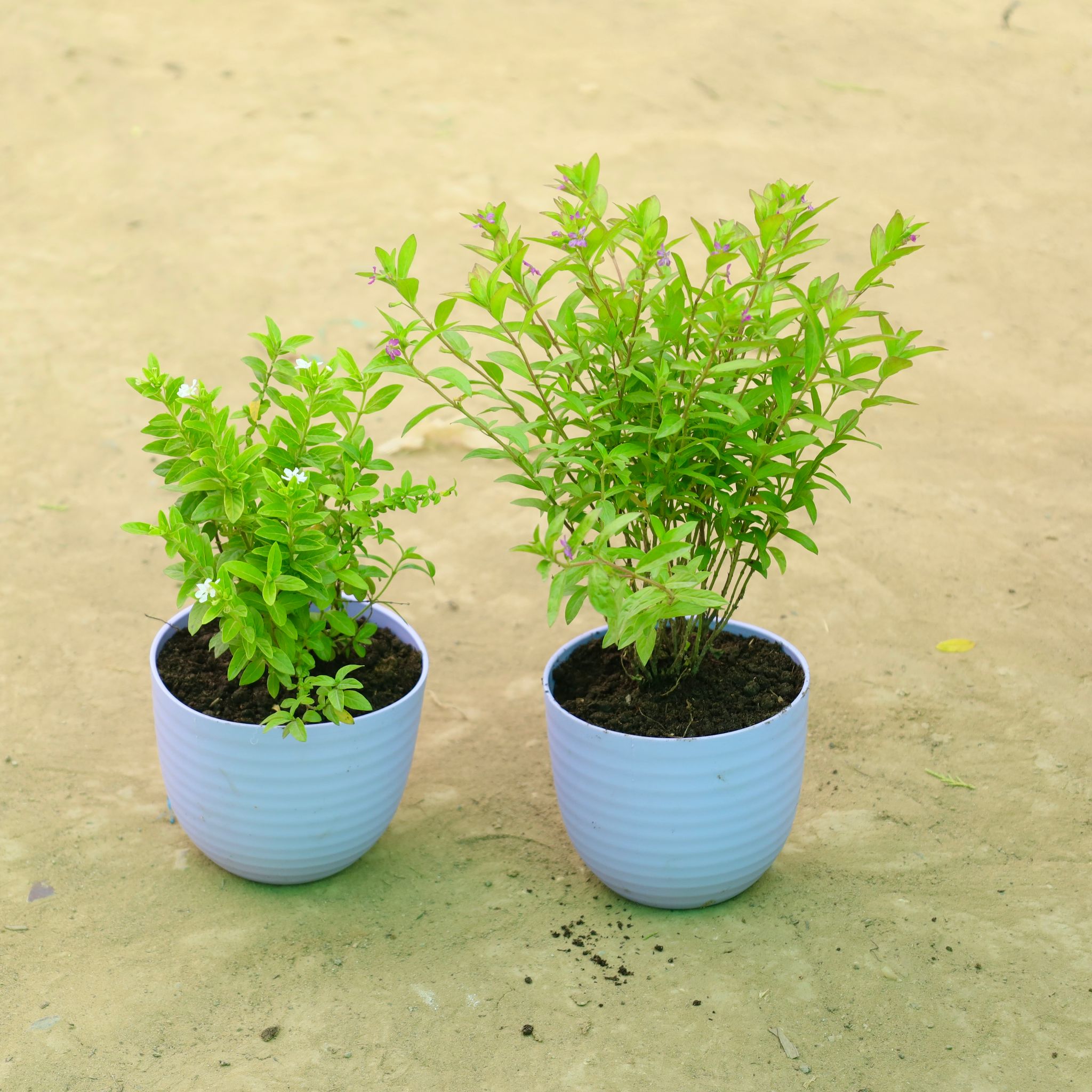 Soft Bloom Duo: Set of 2 - Cuphea White & Cuphea Pink in 4 Inch Purple Avora Premium Plastic Planter