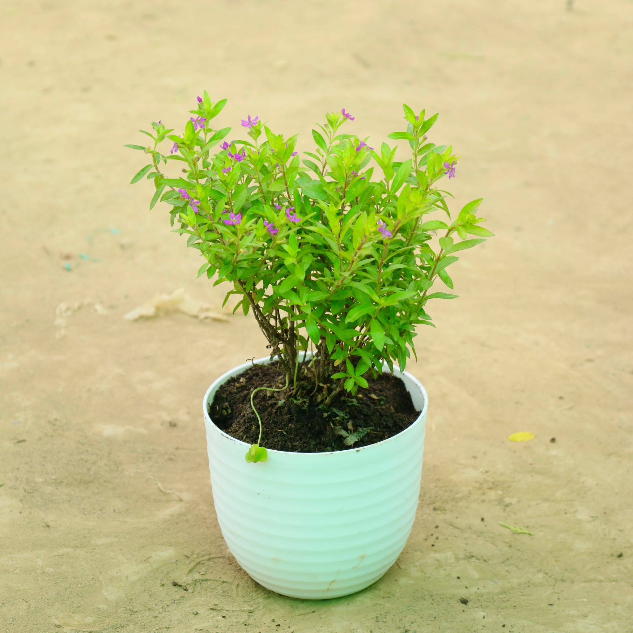 Cuphea Pink in 6 Inch White Avora Premium Plastic Planter