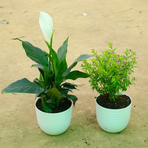 Set of 2 - Peace Lily Pune & Cuphea Pink in 6 Inch Live Plant White Avora Premium Plastic Planter