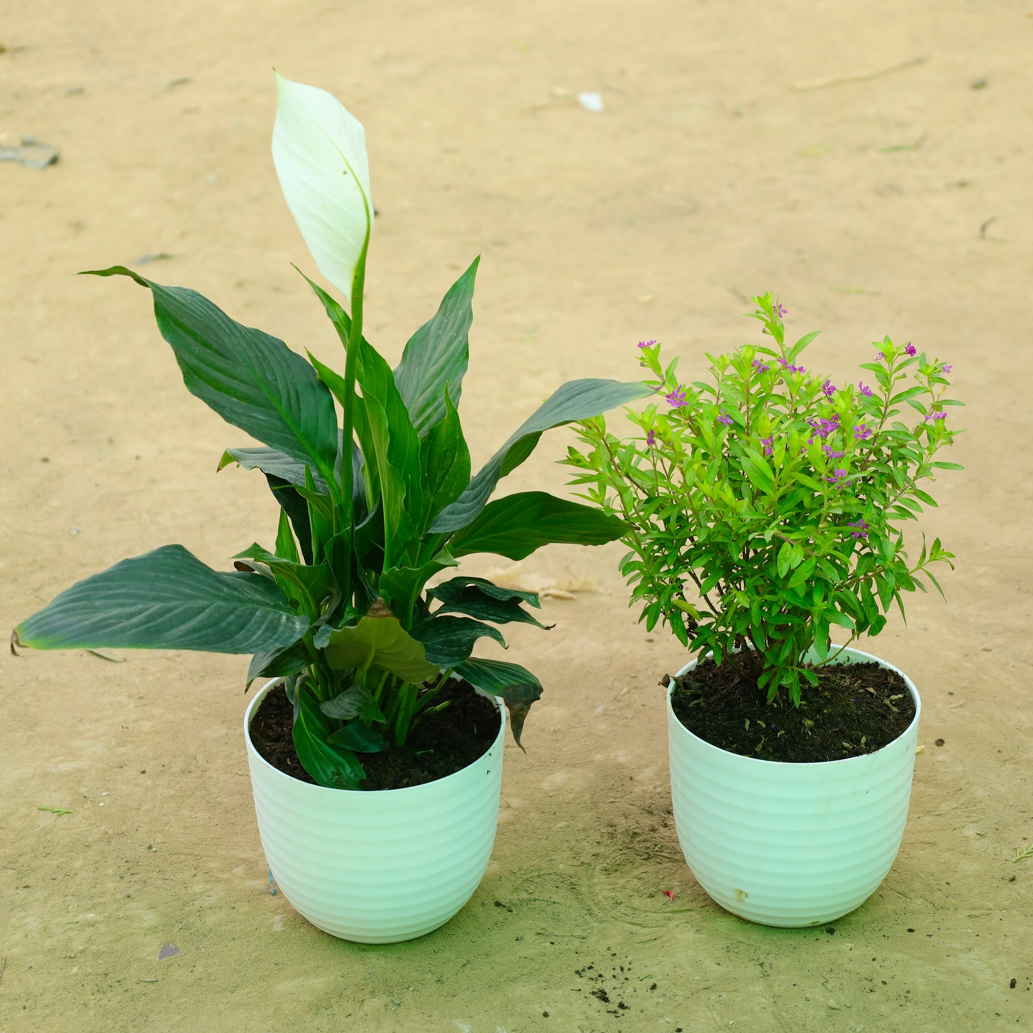 Set of 2 - Peace Lily Pune & Cuphea Pink in 6 Inch White Avora Premium Plastic Planter