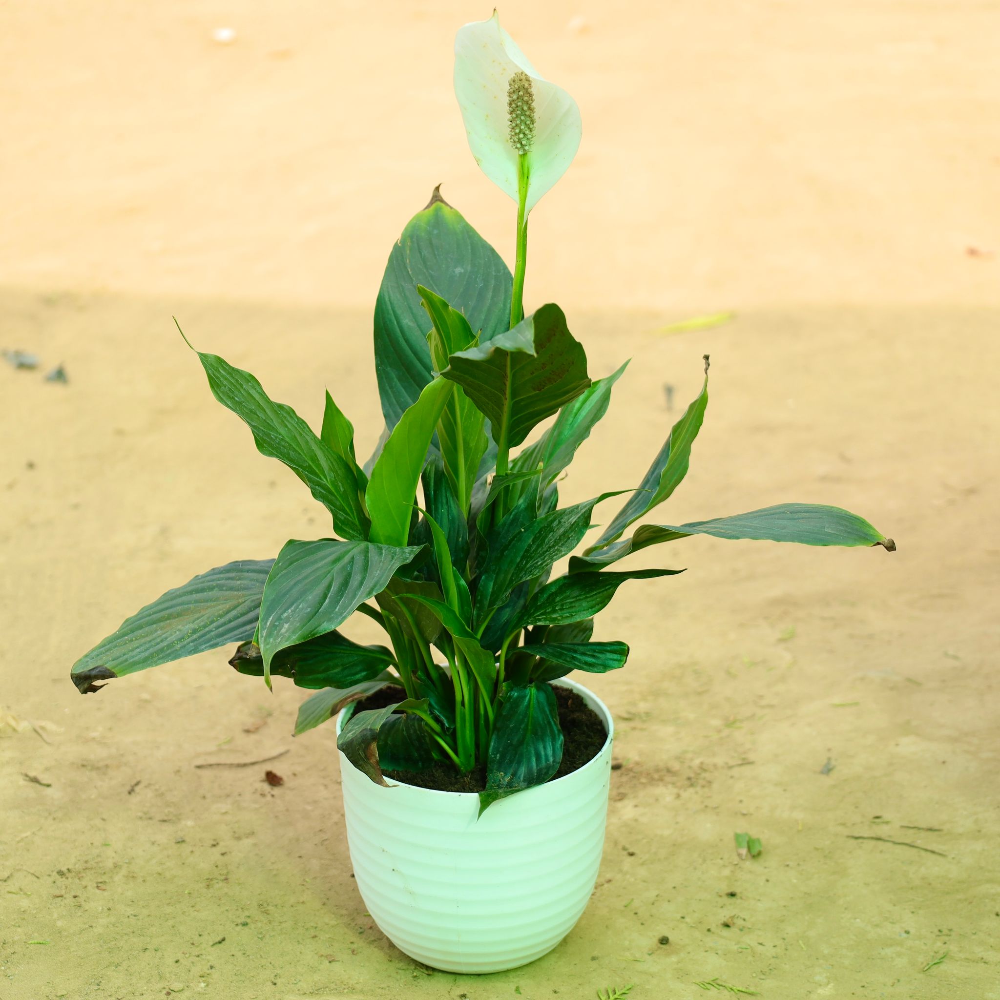 Peace Lily in 6 Inch White Avora Premium Plastic Planter