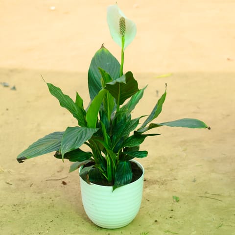 Peace Lily in 6 Inch White Avora Premium Plastic Planter