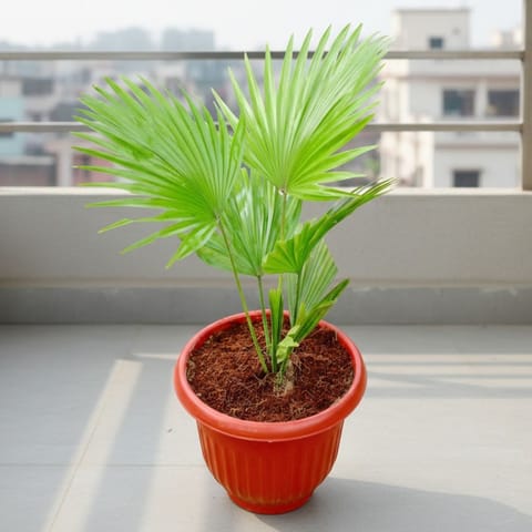 Air Purifier - China Palm / Fan Palm in 8 Inch Terracotta Red Olive Plastic Pot - Absorbs Pollution