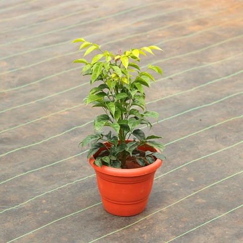 Radermachera / China Doll in 7 Inch Red Classy Plastic Pot