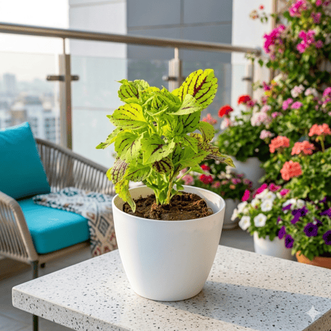 The Verdant Vogue - Coleus (Any Colour) (Any Design) in 4 Inch White Premium Orchid Round Plastic Pot