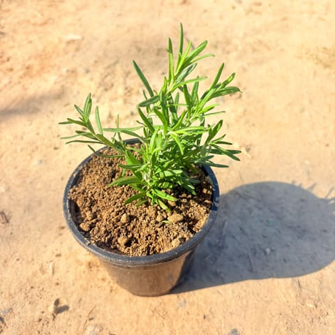 Rosemary in 4 Inch Nursery Pot