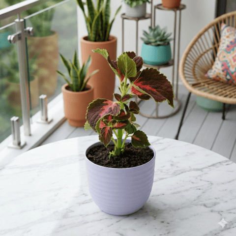 The Verdant Vogue - Coleus (any colour & design) in 4 Inch Purple Avora Premium Plastic Planter
