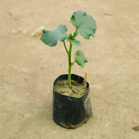 Bhindi/ Lady finger/ Okra in 4 Inch Nursery Bag