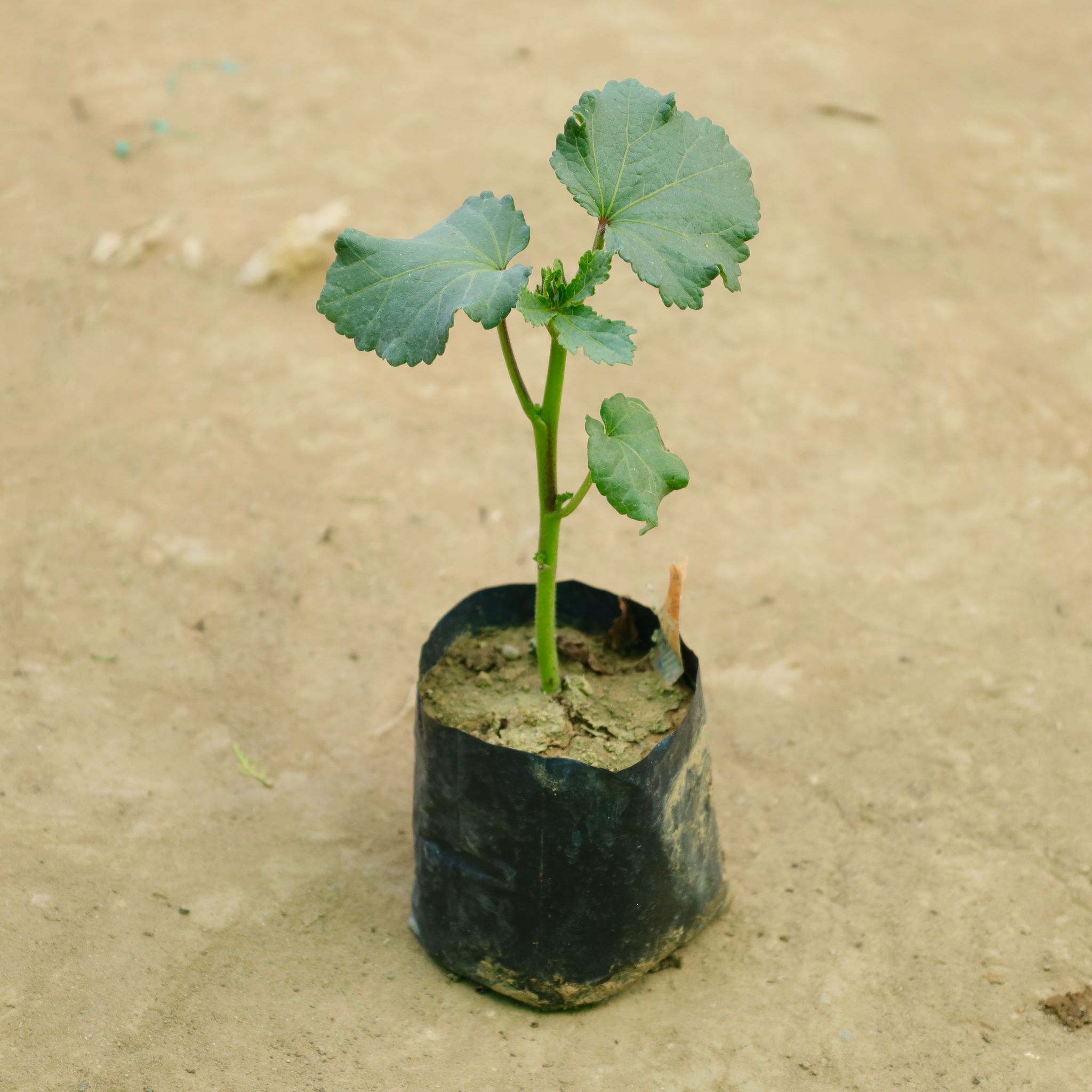 Bhindi/ Lady finger/ Okra in 4 Inch Nursery Bag