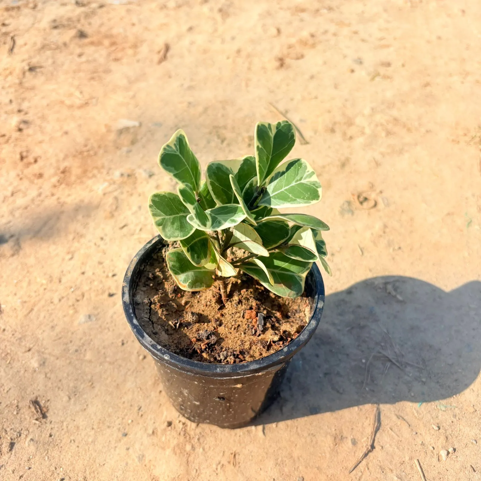 Ficus Triangularis in 4 inch Nursery Pot