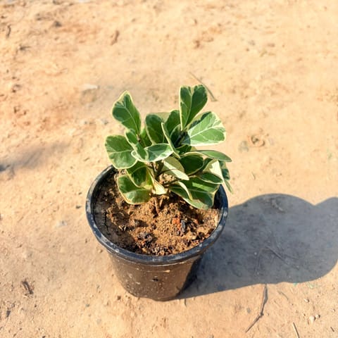 Ficus Triangularis in 4 inch Nursery Pot