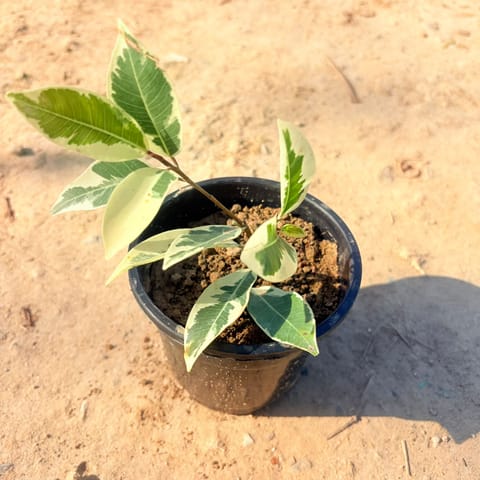 Ficus Safari / Starlight Ficus in 4 inch Nursery Pot
