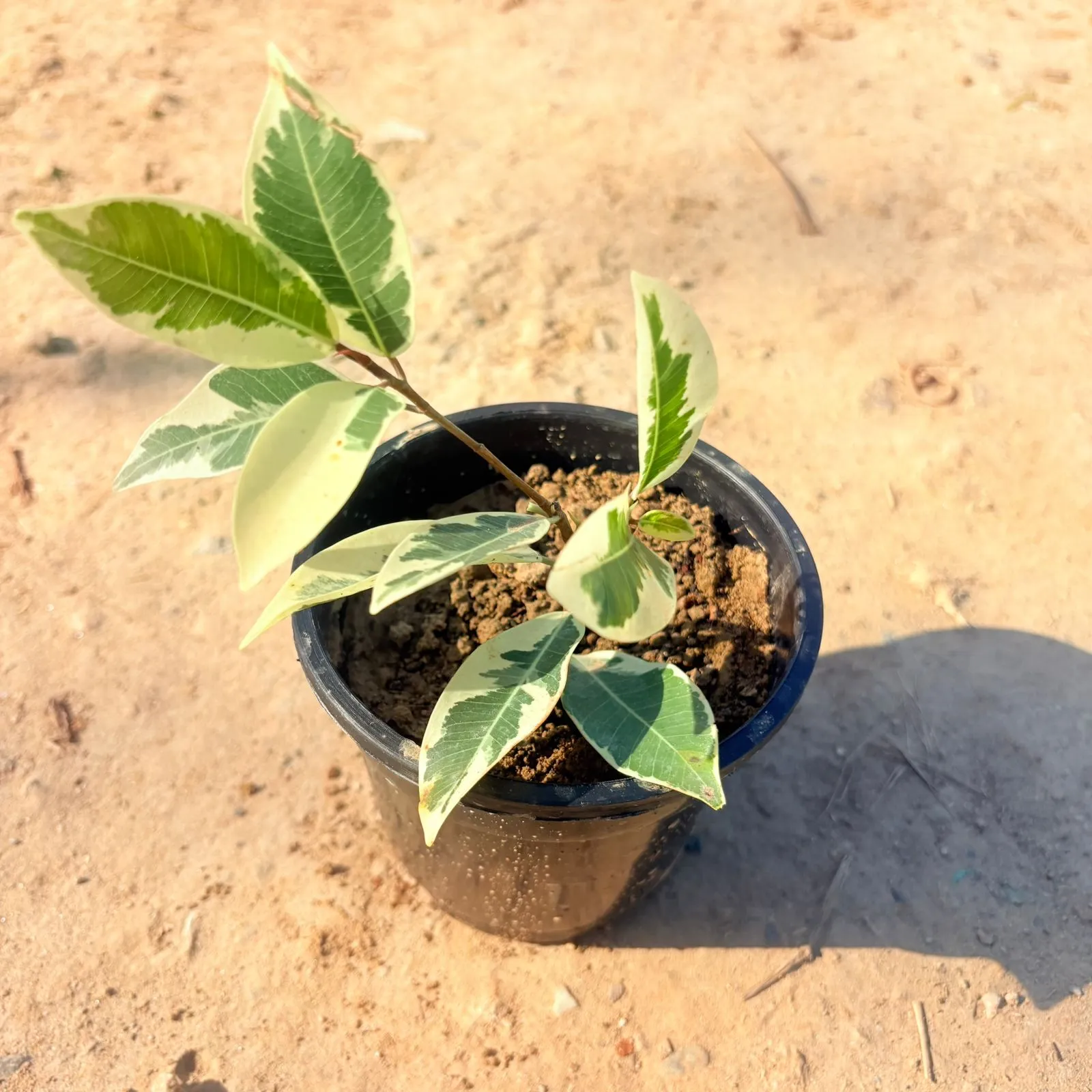 Ficus Safari / Starlight Ficus in 4 inch Nursery Pot