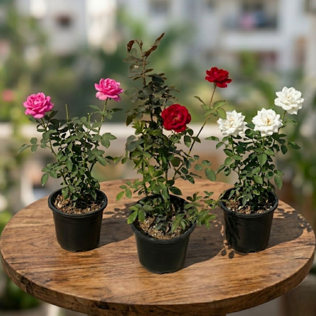 Celestial Large Roses Medley: Set of 3 - Rose Plant Gulaab (multicolours) in 8 Inch Nursery Pot