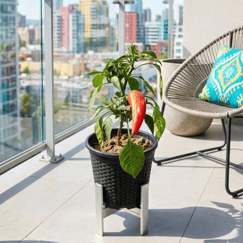 Chilli Plant in 6 Inch Nursery Pot