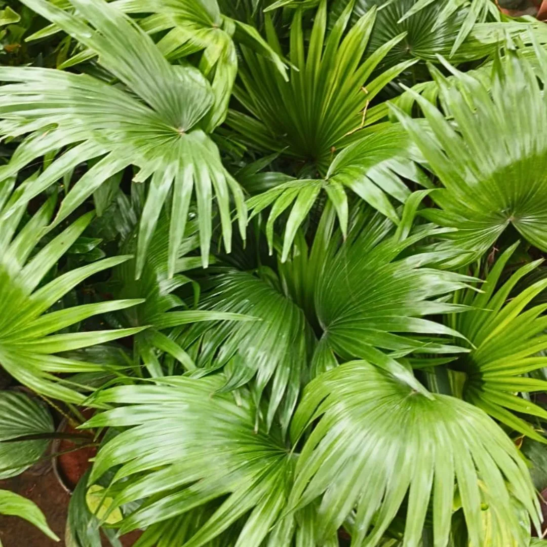 China / Fan Palm in 4 Inch Nursery Bag