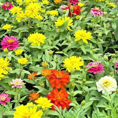 Zinnia (any colour) in 3 Inch Nursery Bag