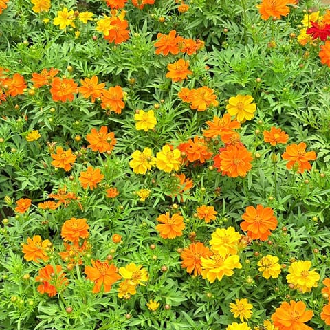 Set of 3 - Cosmos (any colour) in 4 inch Nursery Bag