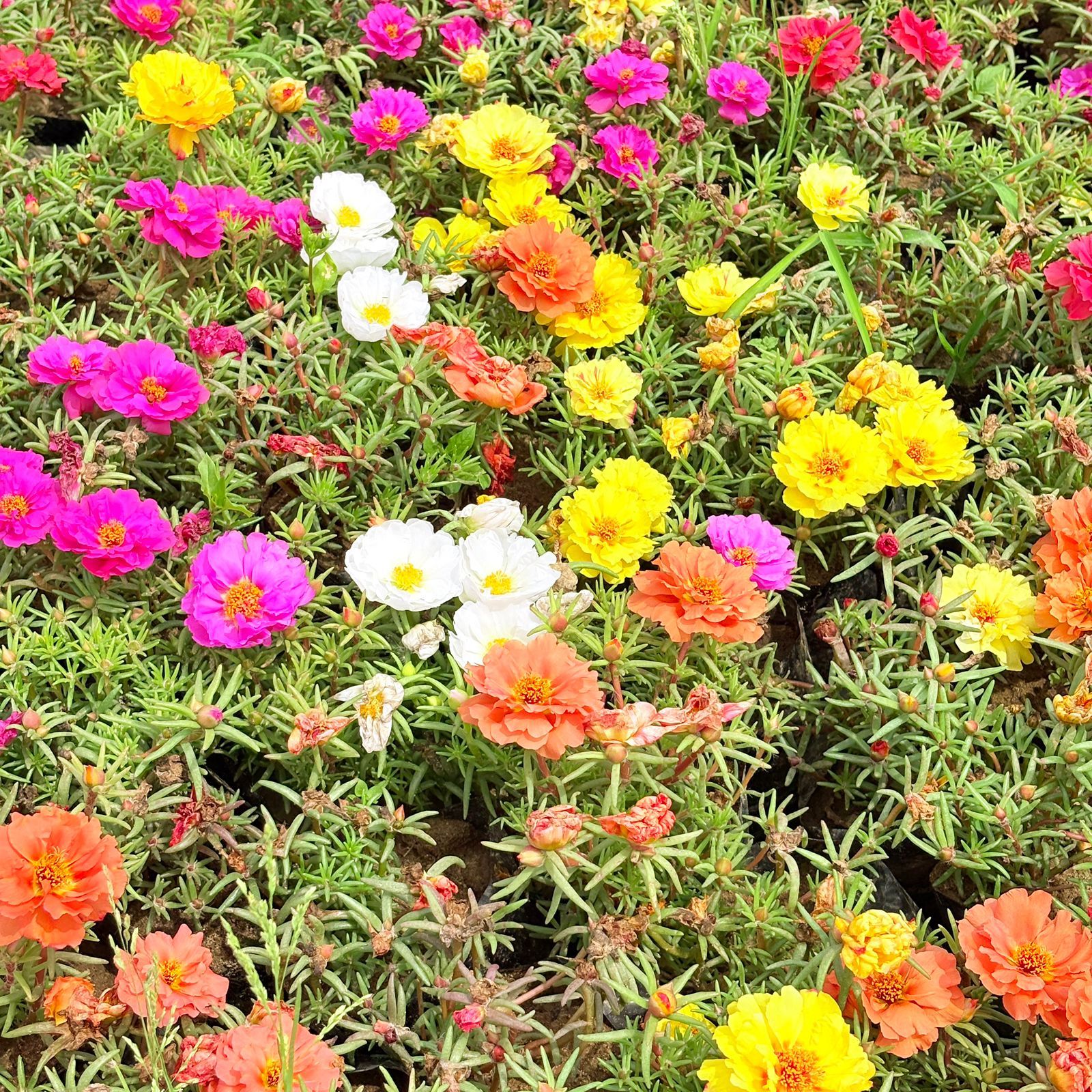 Set of 3 - Portulaca Moss rose (any colour)in 3 Inch Nursery Bag