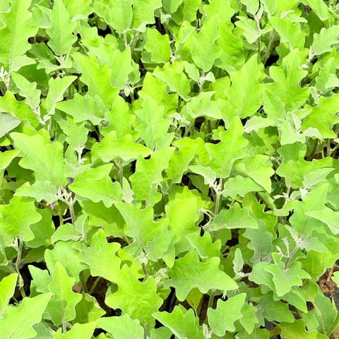 Brinjal / Baigan in 3 Inch Nursery Bag