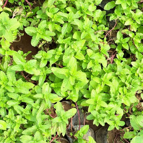 Set of 3 - Mint / Pudina Plant in 4 Inch Nursery Bag