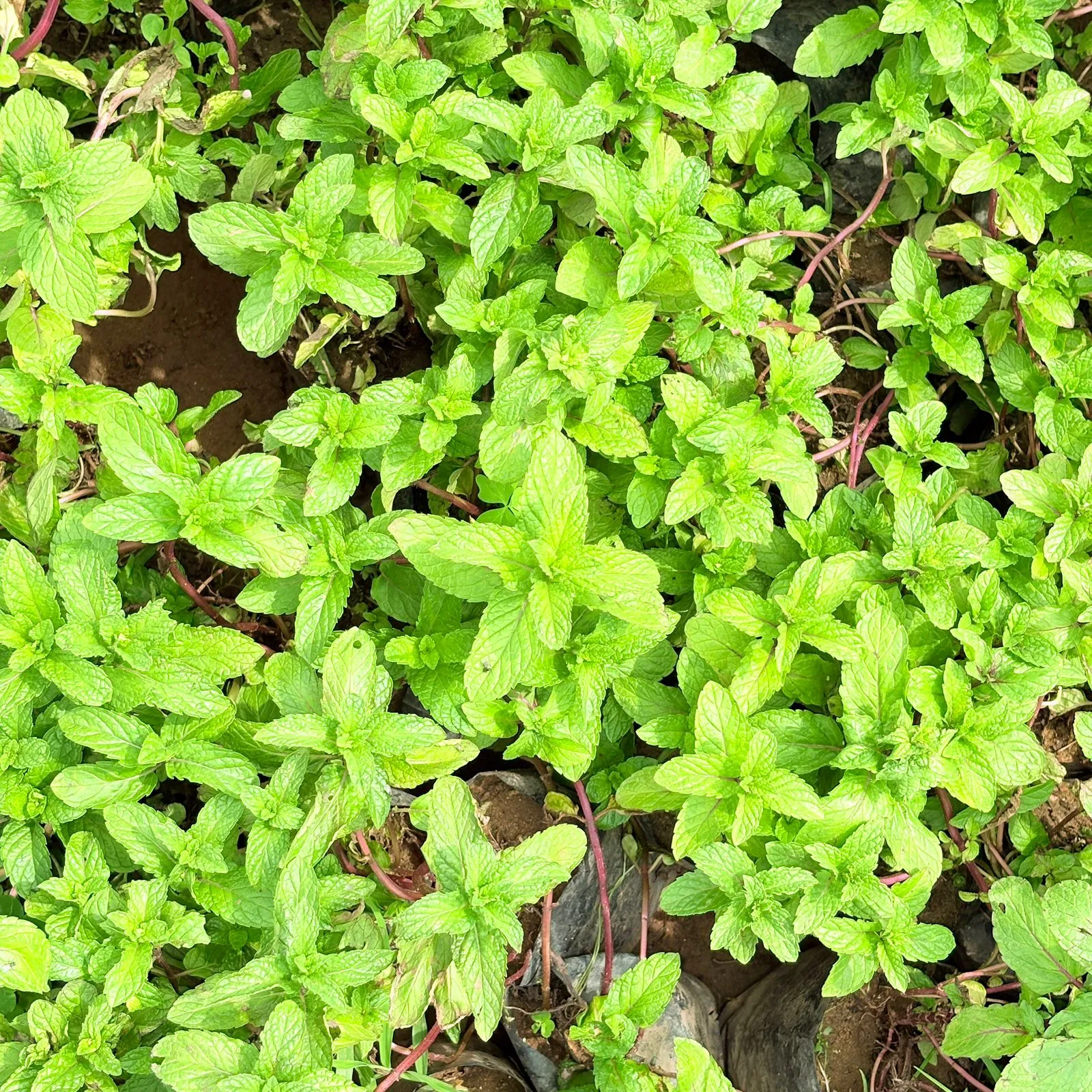 Set of 10 - Mint / Pudina Plant in 4 Inch Nursery Bag