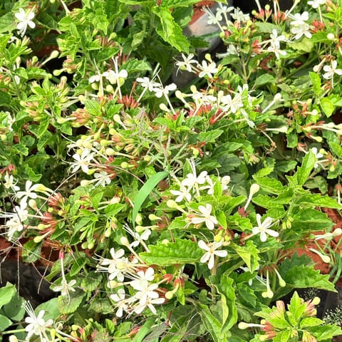 Set of 5 - Honeysuckle (any colour) in 6 Inch Live Plant Nursery Bag