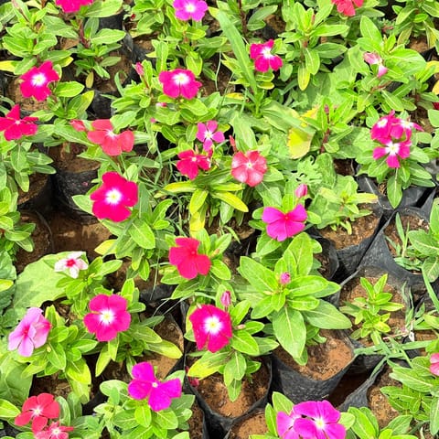 Periwinkle / Vinca / Sadabahar (Any Colour) in 4 Inch Nursery Bag