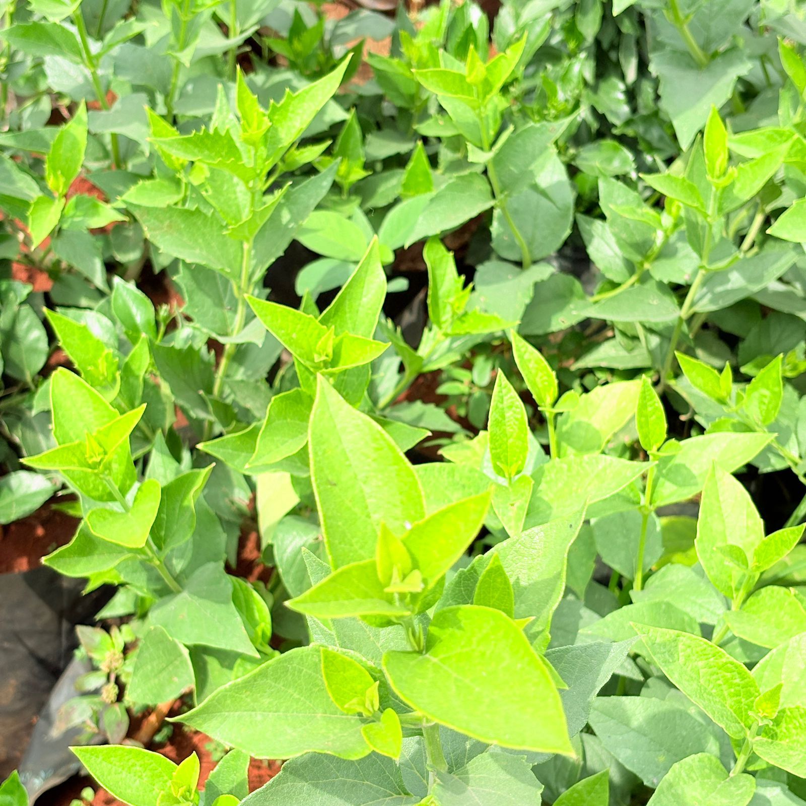 Set of 2 - Harsingar / Parijaat /Parijat (~2 Ft) Pune in 6 Inch Nursery Bag