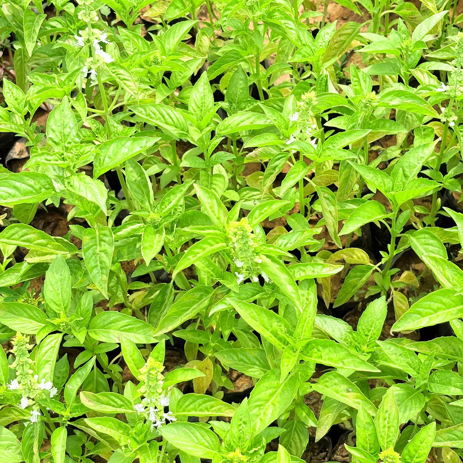 Set of 3- Italian Basil / Sweet Basil in 3 Inch Nursery Bag- can easily grow in pots- used for cooking