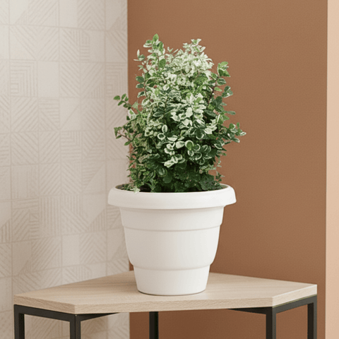 Snow Bush in 8 Inch White Classy Plastic Pot