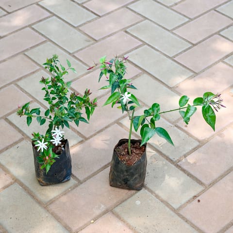 Set of 2 - Kakda Mallige / Star Jasmine in 4 Inch Live Plant Nursery Bag - Buy Online