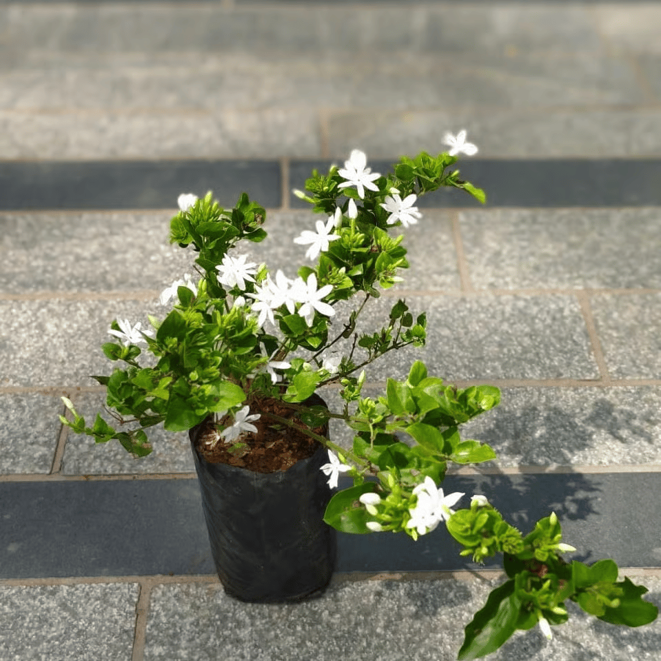 Kakda Mallige / Star Jasmine in 4 Inch Nursery Bag